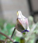 080129lepidum.jpg