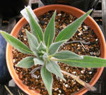 080131echium.jpg