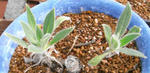 080131echium2.jpg