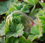 080202pelargo.jpg