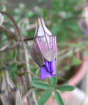 080203lepidum1.jpg