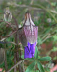 080203lepidum2.jpg