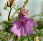 080206lepidum.jpg