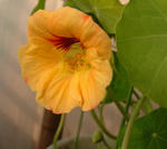 080208daygrowmix.jpg