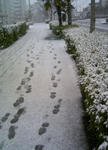 080209snow.jpg