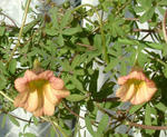 080210lepidum33.jpg