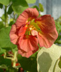 080211CherryRose.jpg