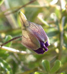 080211lepidum123.jpg