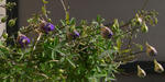 080213lepidum123.jpg