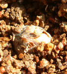 080214incisum.jpg