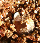 080214incisum2.jpg