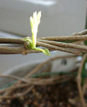 080215yaraikou.jpg