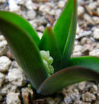 080221muscari.jpg