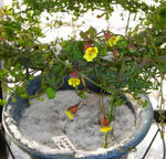 080224brachyceras.jpg