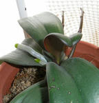 080303kochouran.jpg