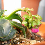 080307lewisia.jpg