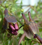 080309lepidum57.jpg