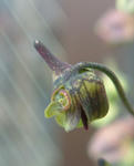 080309lepidum57_2.jpg