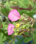 080309lepidum57_3.jpg