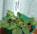 080309erodium.jpg