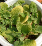 080312boriji.jpg