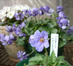080315erodium.jpg