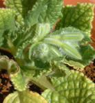 080321boriji.jpg