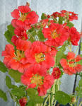080323majus.jpg