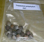 080324polyphyllum.jpg