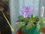 080325erodium.jpg
