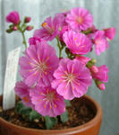 080326lewisia.jpg