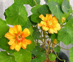 080328yaenasta.jpg
