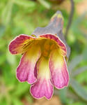080330azureum73.jpg