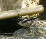080331enaga.jpg