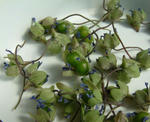 080404seeds.jpg
