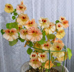 080407majus.jpg