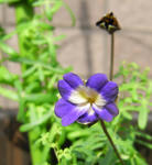 080409azureum.jpg