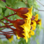 080410tricolor13.jpg