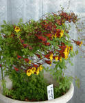 080410tricolor.jpg