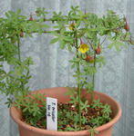 080411tricolor14.jpg