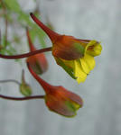 080411tricolor14_2.jpg