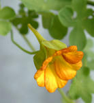 080413beuthii.jpg