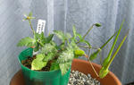 080415erodium.jpg