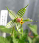 080415erodium2.jpg