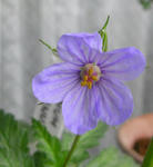 080416erodium.jpg