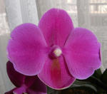 080420kochouran.jpg