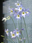 080421ryuco.jpg