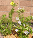 080421rosemary.jpg