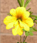 080421rosemary2.jpg