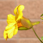 080421rosemary3.jpg